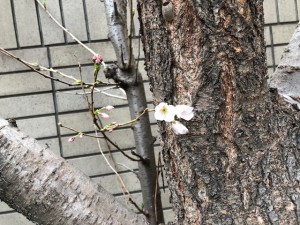 2018/3/16 桜?